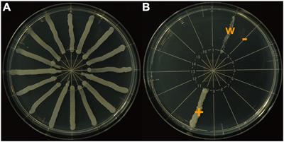 Diverse Heat Tolerance of the Yeast Symbionts of Platycerus Stag Beetles in Japan